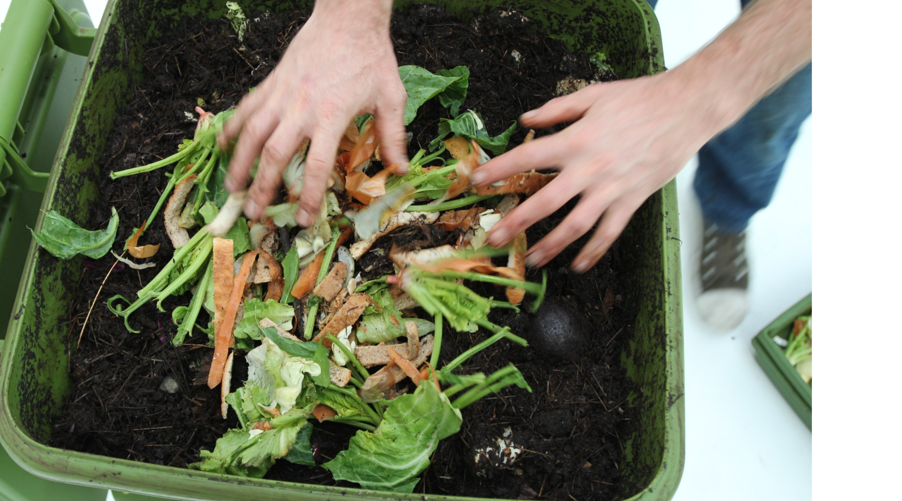 Nourishing Your Hungry Bin: A Guide to Feeding Compost Worms
