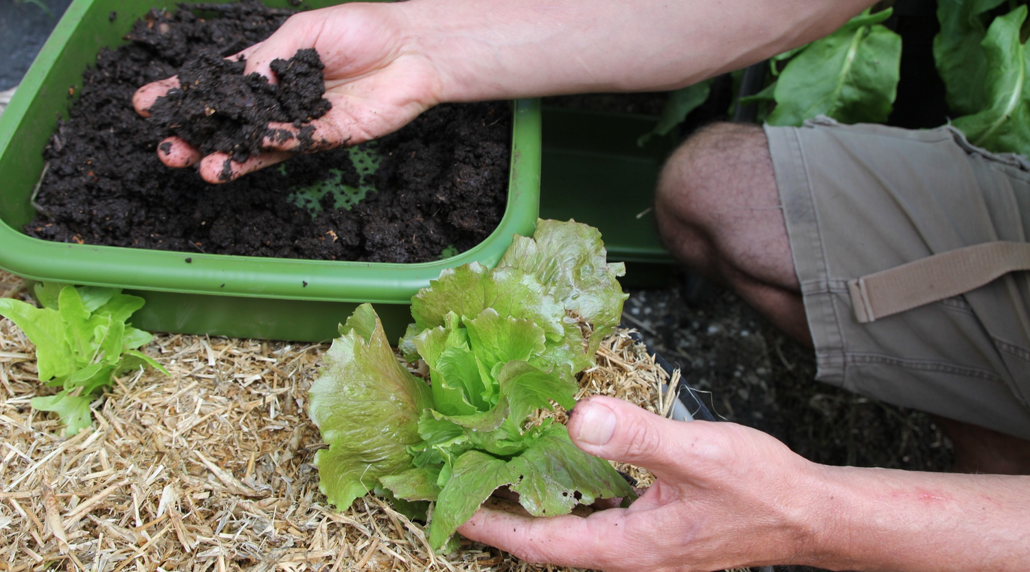 A Guide to Extracting Worm Castings from Your Hungry Bin